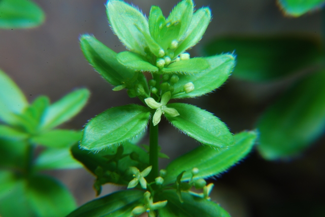 Cruciata glabra
